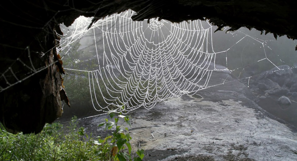 spider_web_sylvan_mably_via_flickr.jpg