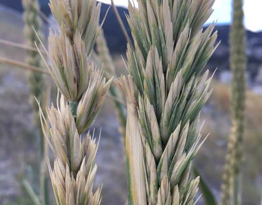A wild grass gene endows wheat with the power to intercept fertilizer pollution