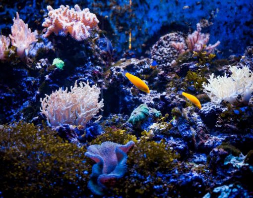 tropical-sea-underwater-with-coral-reefs-and-fish-2021