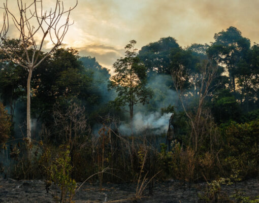 Photo taken in 2015 of a burning forest in Belterra, in the Brazilian Amazon. While the flames cannot be seen, the smoke coming out of the forest is clear.
Credits: Adam Ronan/Rede Amazônia Sustentável