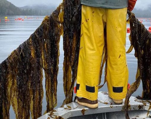 kelp-farming