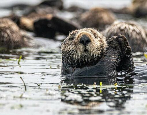 The remarkable restoration of a degraded coastline brought on by returning sea otters